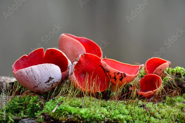 Fototapeta Several nice specimen of Sarcoscypha coccinea, maybe austriaca in moss