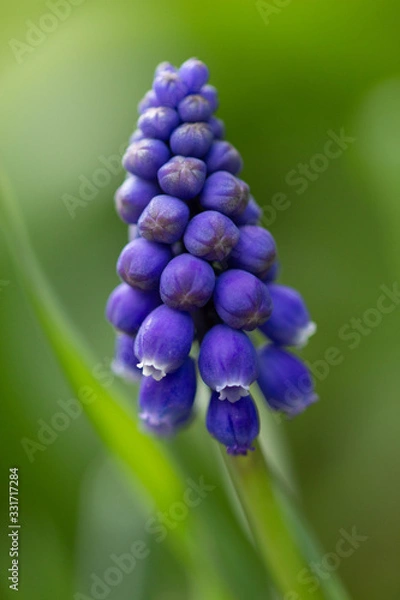 Obraz Macro d'une fleur 