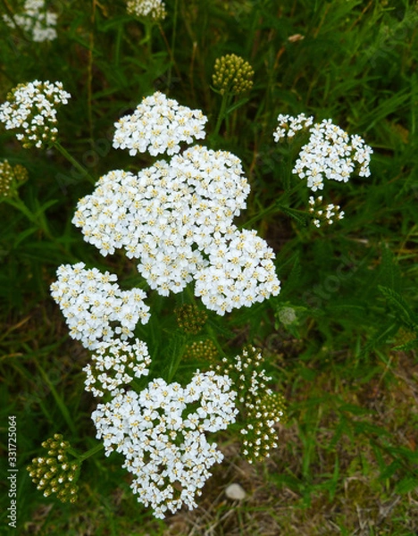 Fototapeta Common Yarrow (Achillea millefolium) white flowers close up on green blurred grass floral background, selective focus. Medicinal wild herb Yarrow. Healing plants concept. 