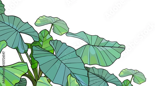 Obraz Green tropical plant alocasia with large leaves on a white background
