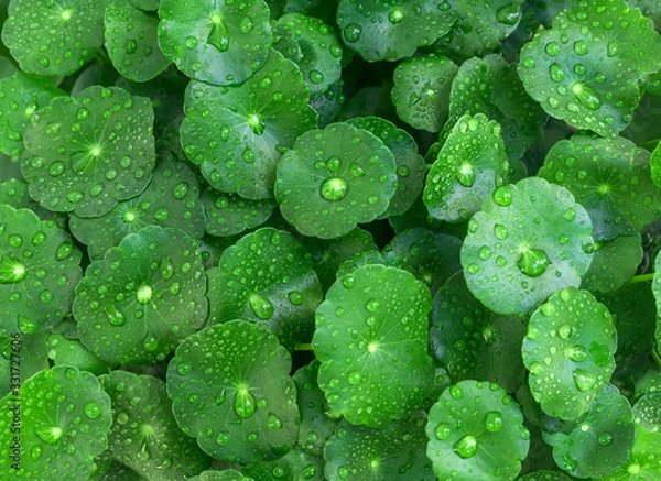 Fototapeta Beautiful background of Centella asiatica, Herbal medicine leaves of Centella asiatica known as gotu kola. Close up Gotu kola leaves with drop water. fresh green leaf texture background.
