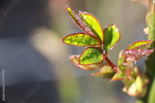 Obraz beautiful spring plants in dew