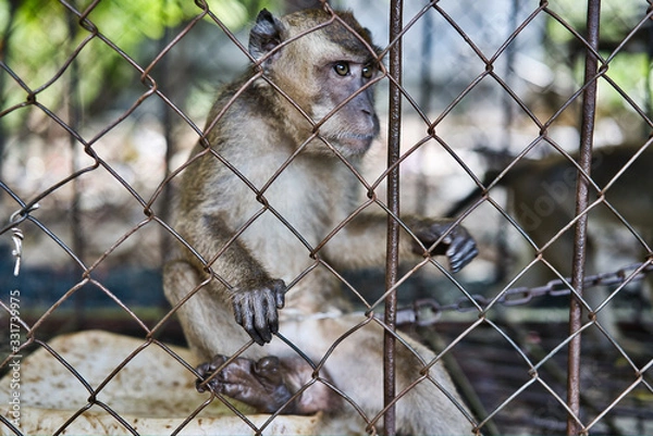 Fototapeta Monkey Jumpy, captive, chained and caged jumpsuit