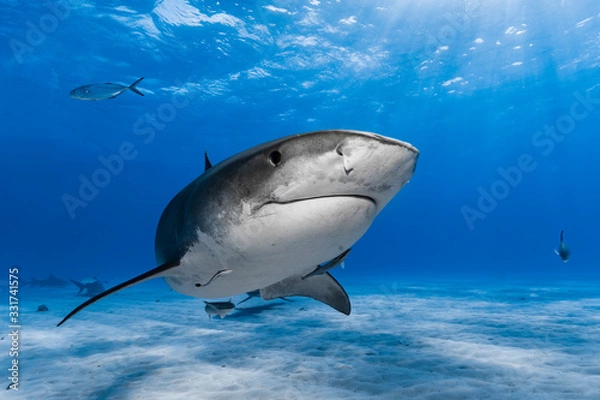 Obraz  Tiger shark (Galeocerdo cuvier)