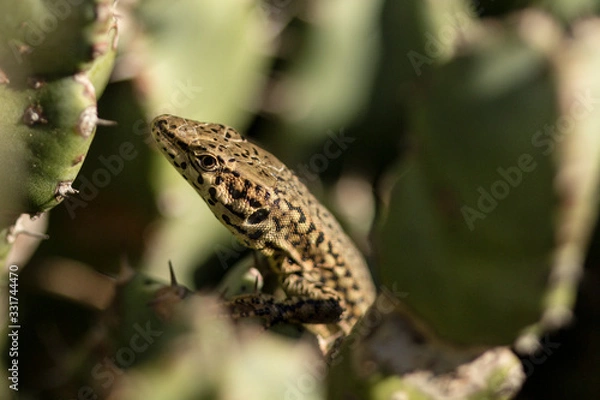 Obraz Lagarija escondida