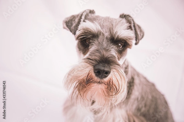 Obraz miniature schnauzer 