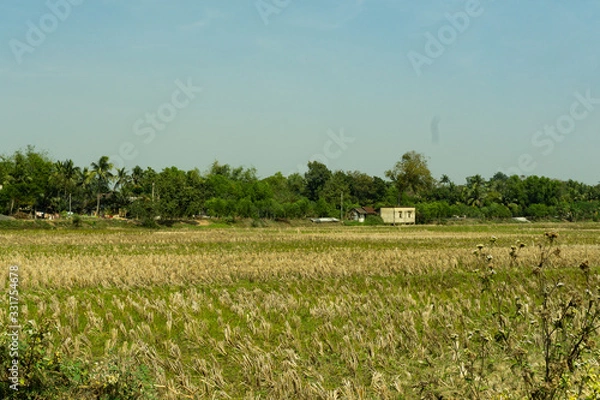 Fototapeta paddy fields after the crops are cut down