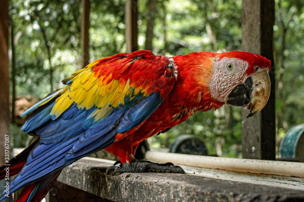 Obraz Macaw Bird In Honduras