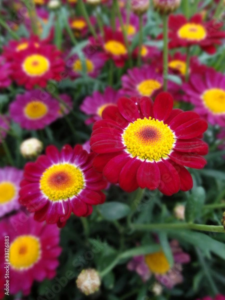 Obraz tournesol fushia