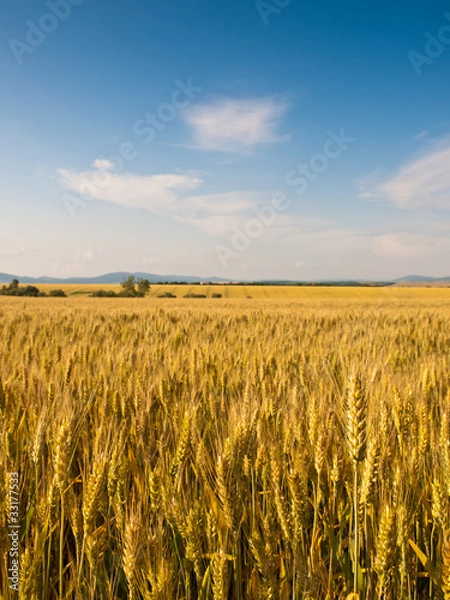 Obraz wheat land background