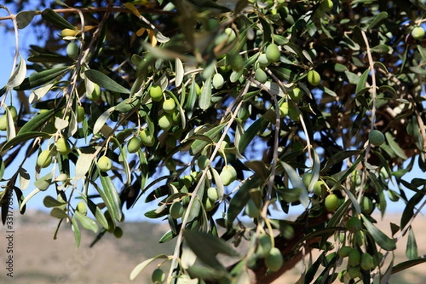 Obraz Naxos / Greece - August 25, 2014: An olives tree in Naxos, Cyclades Islands, Greece