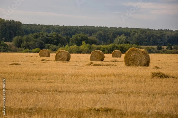 Fototapeta Hayfield. There are many stacks around. Meadow in the early autumn. Dry plants around. Gold colors. Green forest far away. Dark heaven with white clouds above