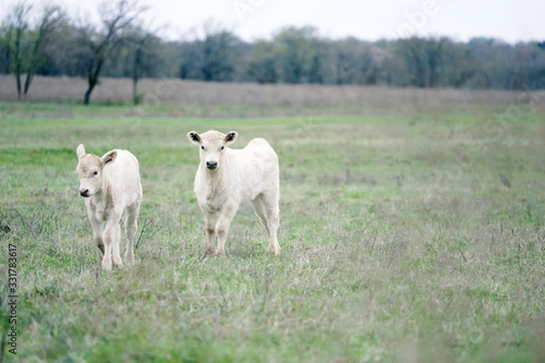 Fototapeta charolais beef calves on cow farm, copy space on green field background