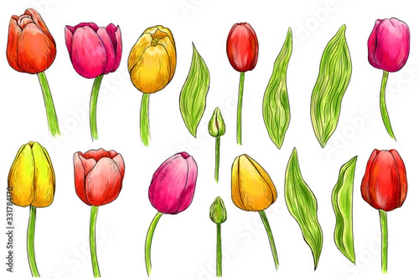 Fototapeta Hand drawn coloring tulips. Set of isolated objects