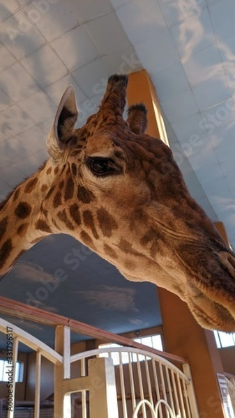 Obraz Giraffe head close up in the building of the zoo