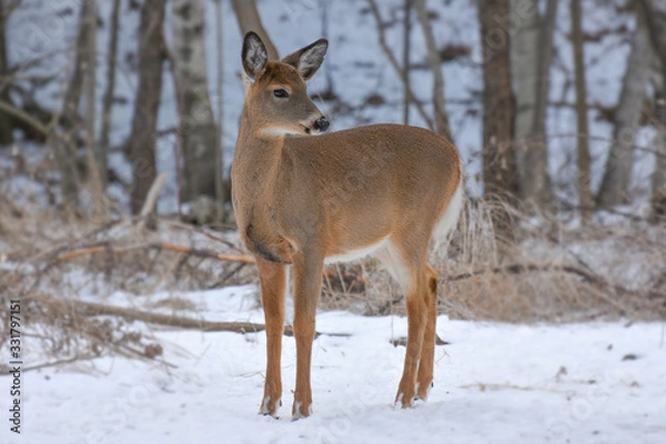 Obraz Deer in the Woods