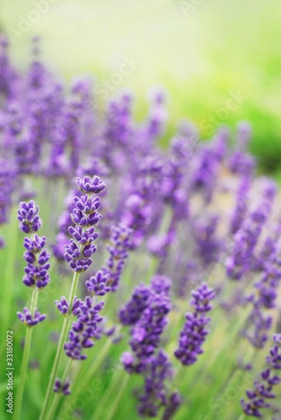 Obraz Lavender Flowers