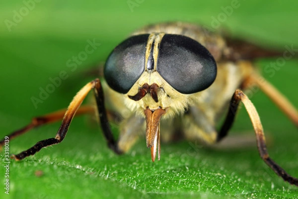 Obraz Pferdebremse Tabanus sudeticus