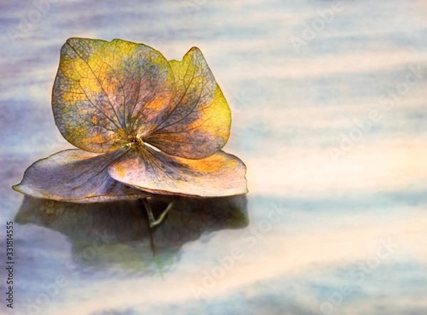 Obraz Hortensienblüte