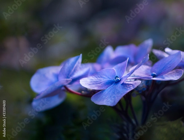 Obraz Blaue Hortensie