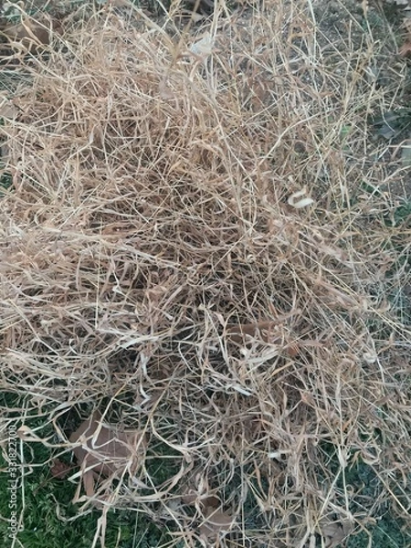 Fototapeta dry grass on ground