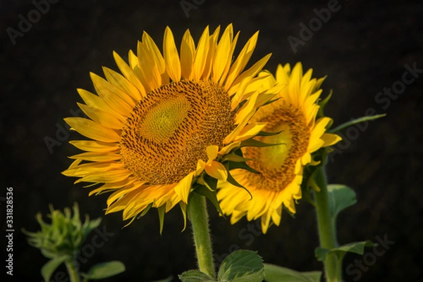 Obraz Sunflower