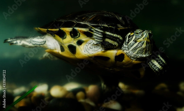 Obraz swiming turtle