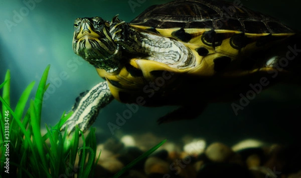 Obraz turtle in water