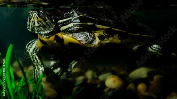 Obraz turtle in water