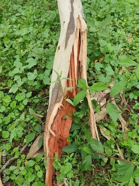 Fototapeta broken tree branch