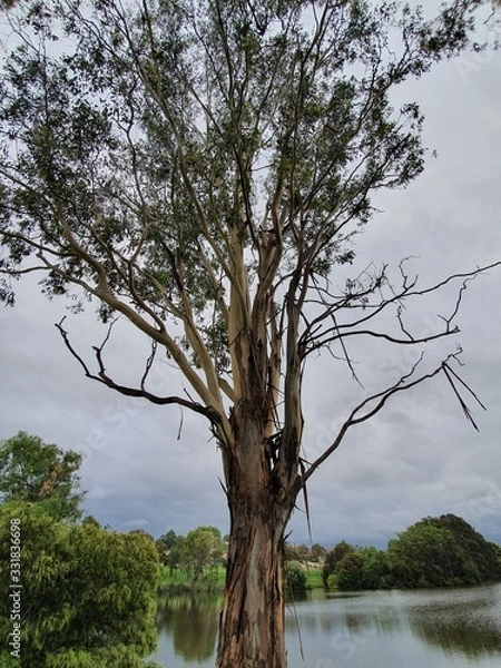 Fototapeta tree and sky
