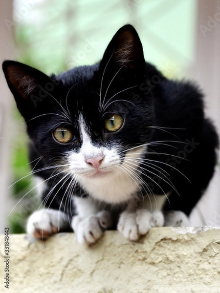 Obraz Black and White cat