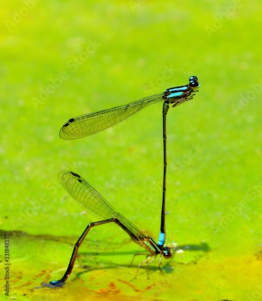 Obraz Dragonfly Action