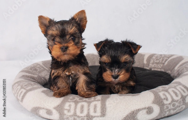 Obraz Yorkshire Terrier Black czarny szczeniak York