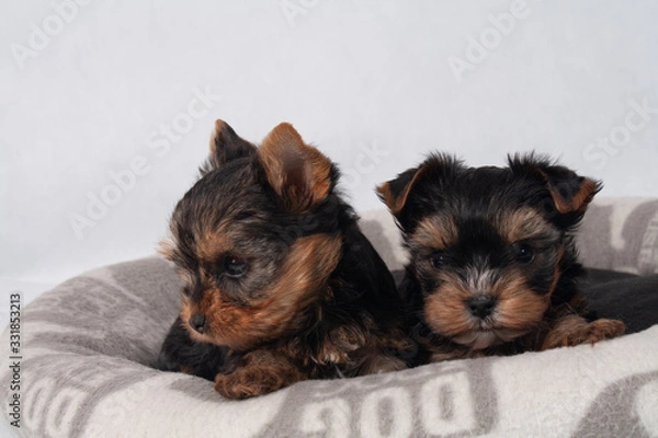 Obraz Yorkshire Terrier Black czarny szczeniak York