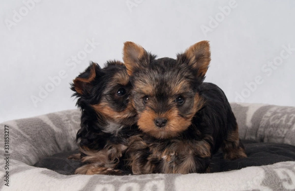 Obraz Yorkshire Terrier Black czarny szczeniak York