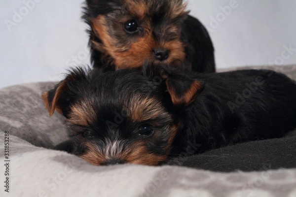 Obraz Yorkshire Terrier Black czarny szczeniak York