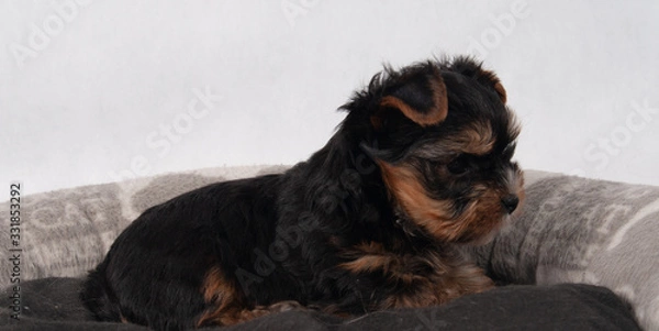 Obraz Yorkshire Terrier Black czarny szczeniak York