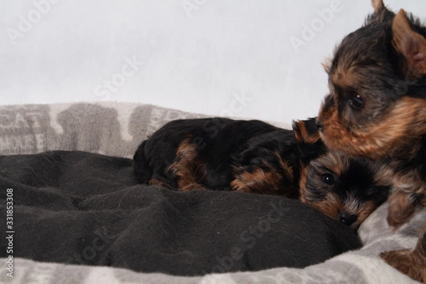 Obraz Yorkshire Terrier Black czarny szczeniak York
