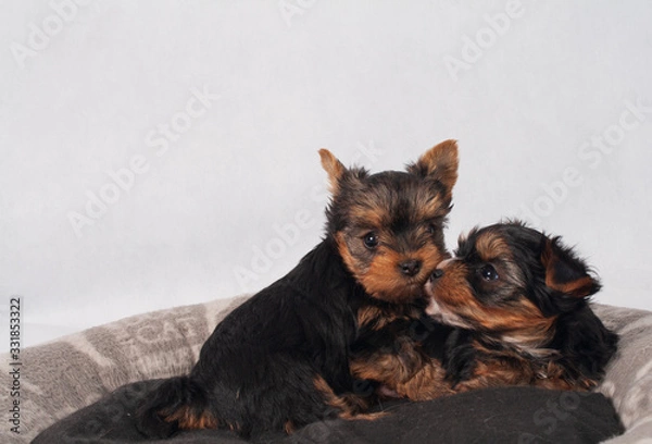 Obraz Yorkshire Terrier Black czarny szczeniak York