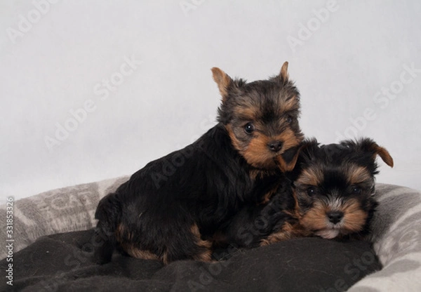 Obraz Yorkshire Terrier Black czarny szczeniak York