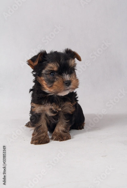 Obraz Yorkshire Terrier Black czarny szczeniak York