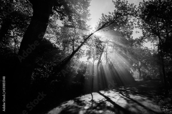 Fototapeta View of a road with sunrays cutting through the mist, and creating beautiful trees shadows textures on the ground