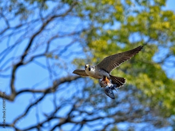 Obraz 食べかけの鳩を持って飛ぶ繁殖期のハヤブサ