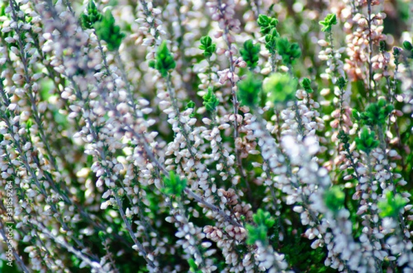 Fototapeta エリカ