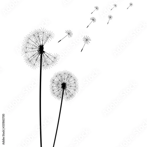Obraz Pusteblume