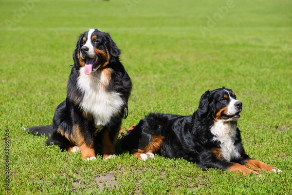 Fototapeta Two Berner Sennenhund on background of green spring grass, one sits,  second lies