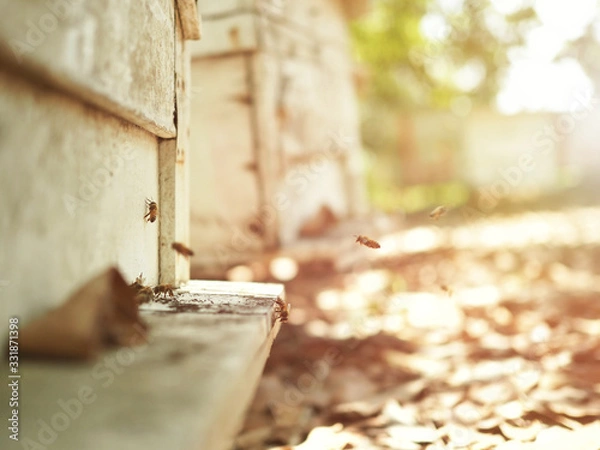 Fototapeta A bee flying into a hive  Made from wooden boxes  Is a bee raised to produce honey