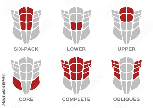 Obraz Abdominal muscle / human anatomy vector / six pack