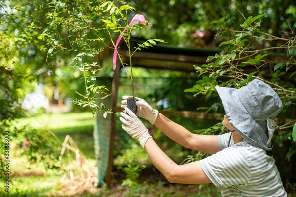 Obraz 植林ボランティア